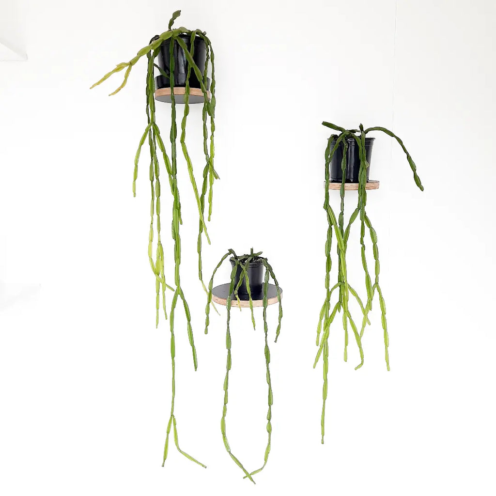 Rhipsalis Paradoxa / Inch Plant