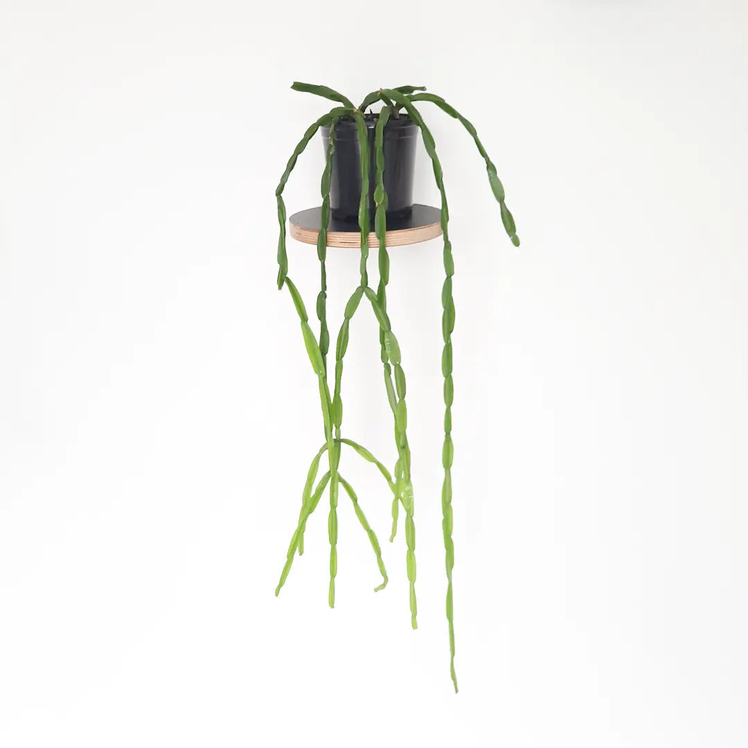 Rhipsalis Paradoxa / Inch Plant