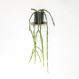 Rhipsalis Paradoxa / Inch Plant