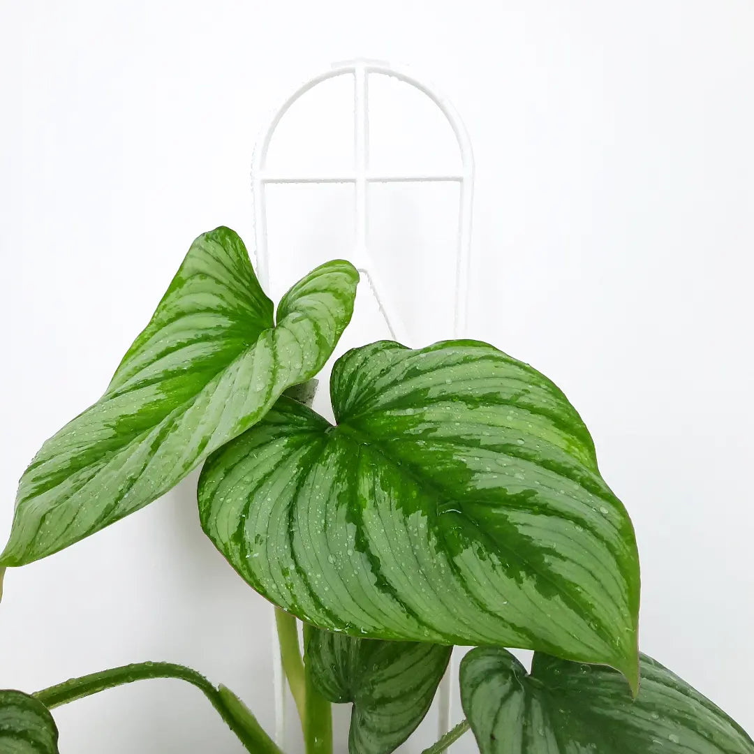 Trellis / Plant Frame - white plastic