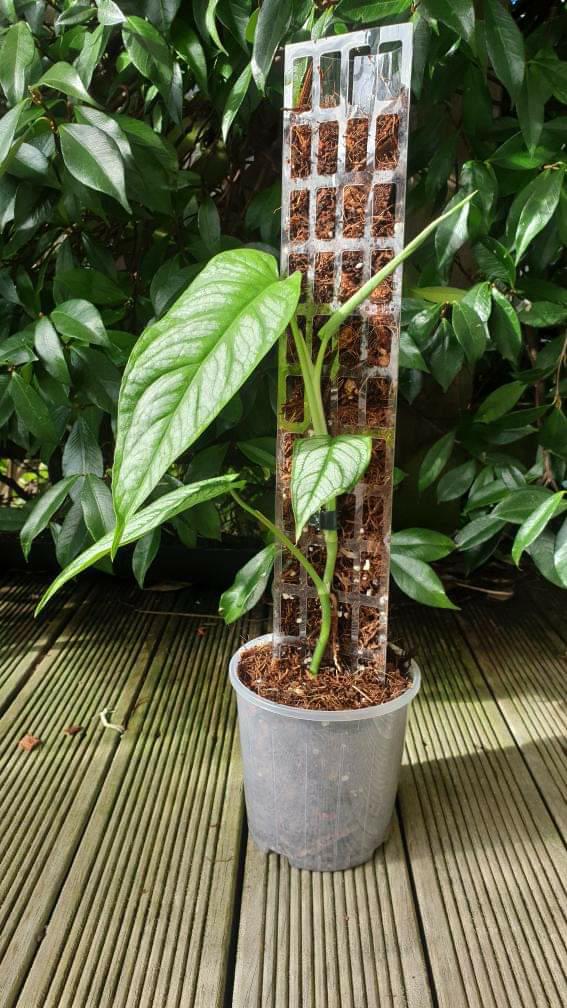 Aroid Grow Pole - Clear 40cm