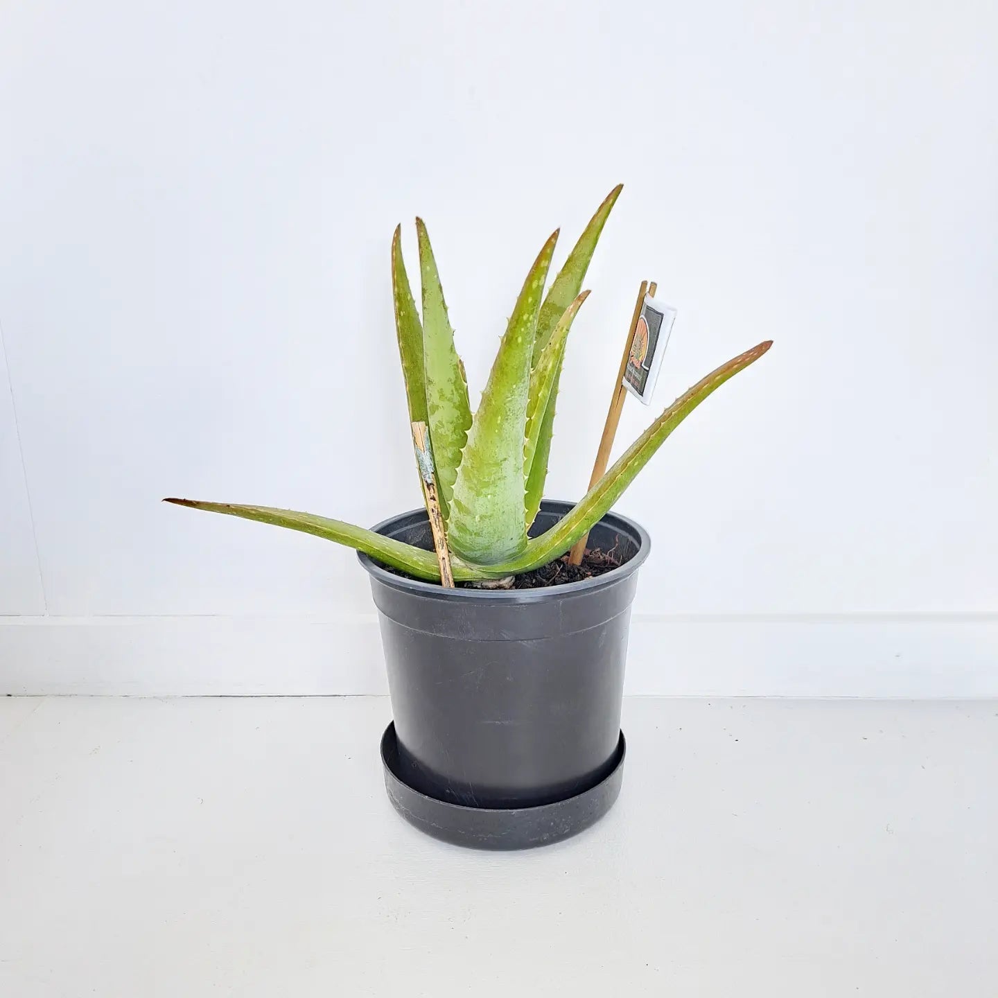 aloe vera plant nz Aloe Vera Barbadensis Miller
